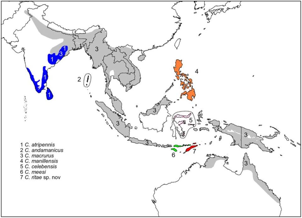 <br>地圖顯示了 Caprimulgus macrurus 複合體的分佈範圍。物種界限根據 Sangster 和 Rozendaal (2004) 以及本研究的結果確定。（圖／《Ibis》）