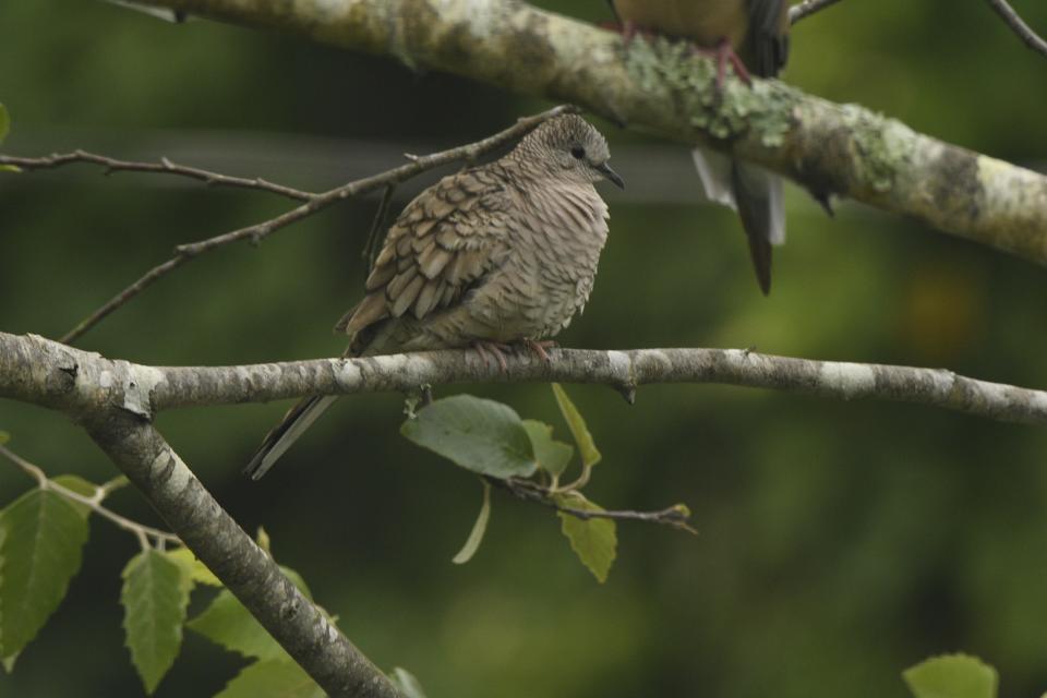 An Inca dove, not native to this area, caused a stir in the Gainesville birder community when it turned up recently outside a southwest area apartment.