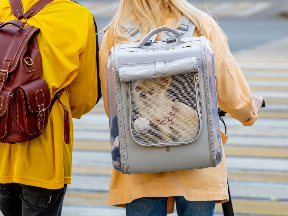 a dog sitting in a backpack on a woman's back