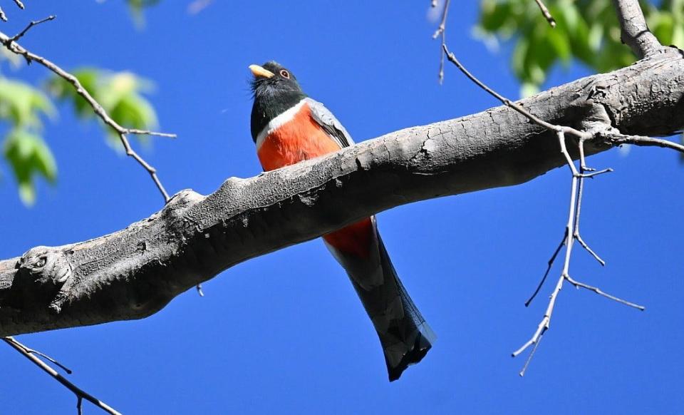 Close to home in Arizona, Tim Saylor photographed an Elegant Trogen, a rare bird usually found in Mexico and Central America, and now just making its way into Arizona. This bird will sit still for long periods, then with a cawing sound, move quickly to snatch an insect. Its colors are metallic and it nests in the holes made by woodpeckers. I think the band around the neck looks like a preacher’s collar.