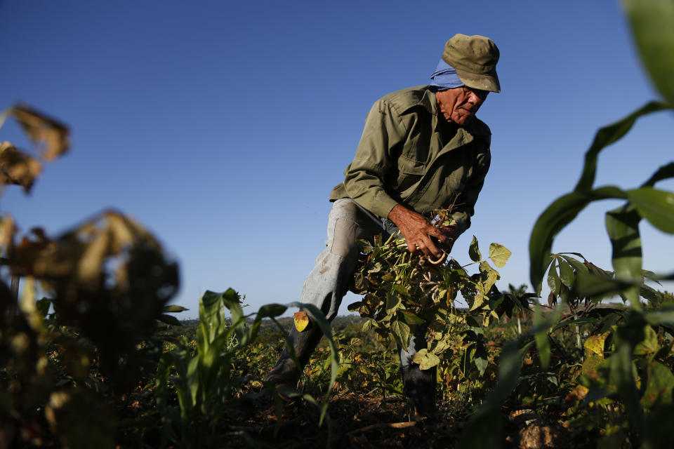 Los pesticidas son unsa amenaza moderna(Foto AP/Desmond Boylan)