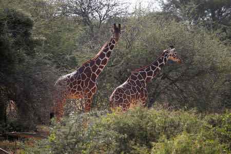 Reticulated giraffes graze at the Mpala Research Centre in Laikipia County, Kenya January 7, 2018. REUTERS/Baz Ratner/Files