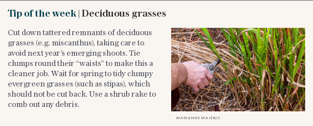 Tip of the week | Deciduous grasses