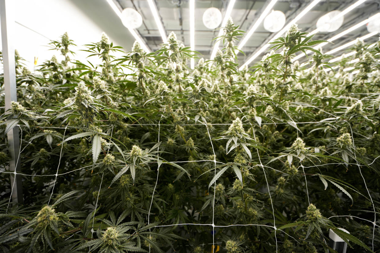 Marijuana plants at King City Gardens, the largest marijuana facility in the state of Ohio, outside of Cincinnati. Etna Township approved a ban on adult-use marijuana cultivators, processors, and dispensaries from operating within the township.