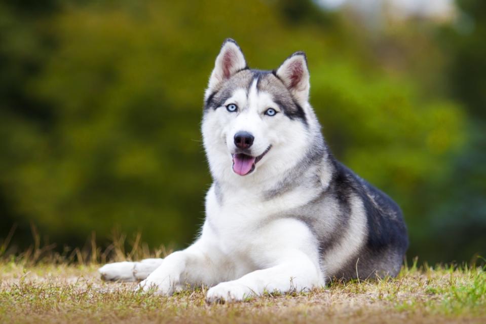 siberian husky