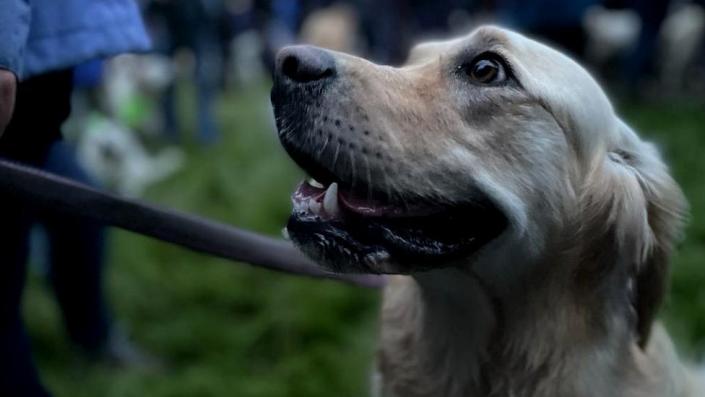 Golden retriever en Guisachan