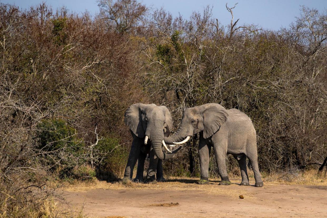 PHOTO: Two elephants rubbing trunks. (STOCK PHOTO/Getty Images)