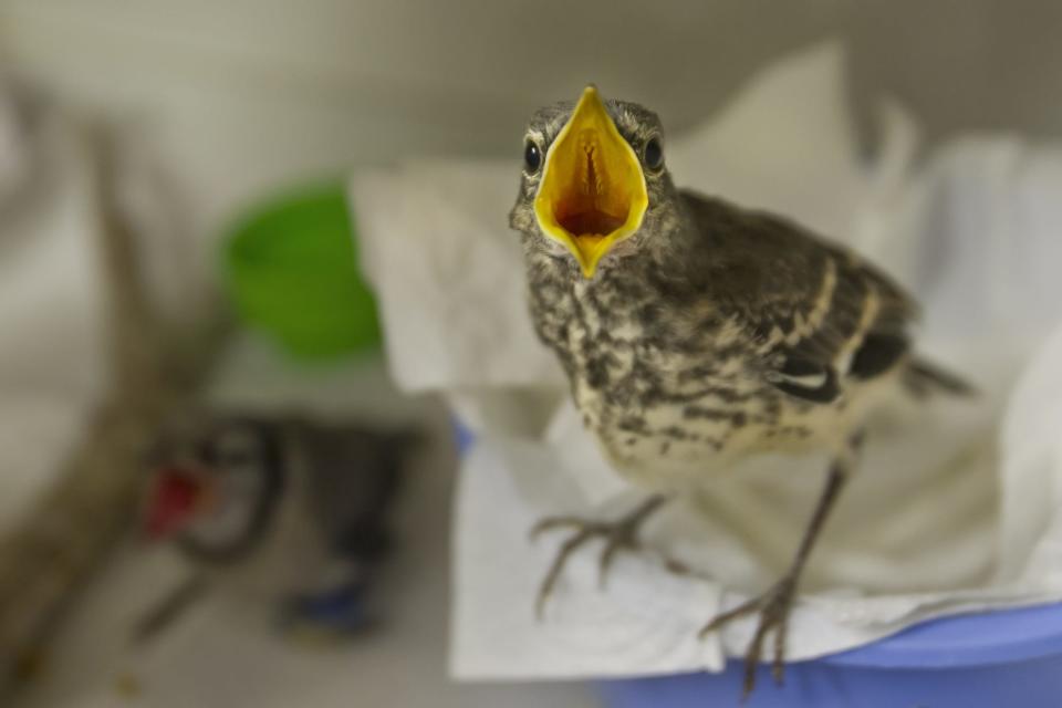 A young, displaced mockingbird opens wide for an hourly snack of moistened dry cat food at the Peace River Wildlife Center in Punta Gorda.