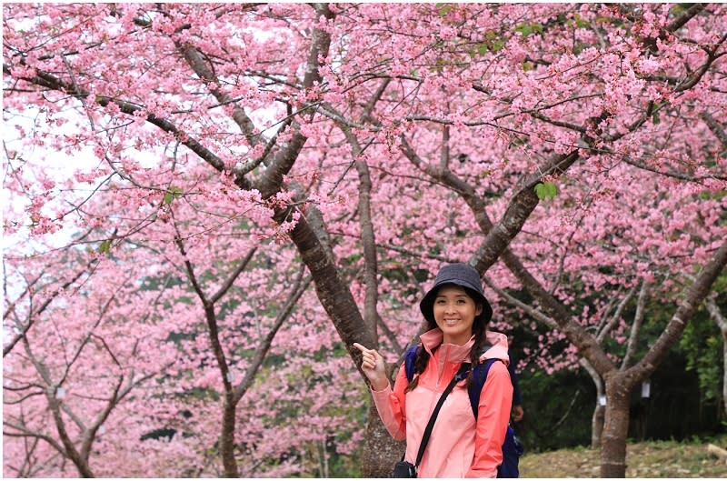 高雄「寶山二集團櫻花公園