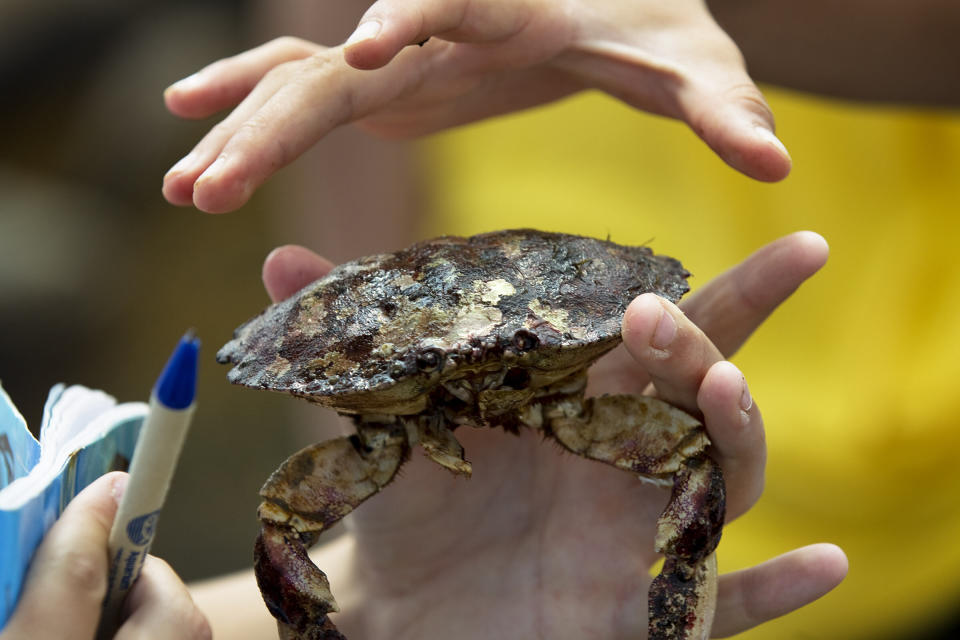 A Jonah crab found near Eastern Point Lighthouse in Gloucester, Massachusetts, on Aug. 4, 2010.&nbsp; (Photo: Boston Globe via Getty Images)