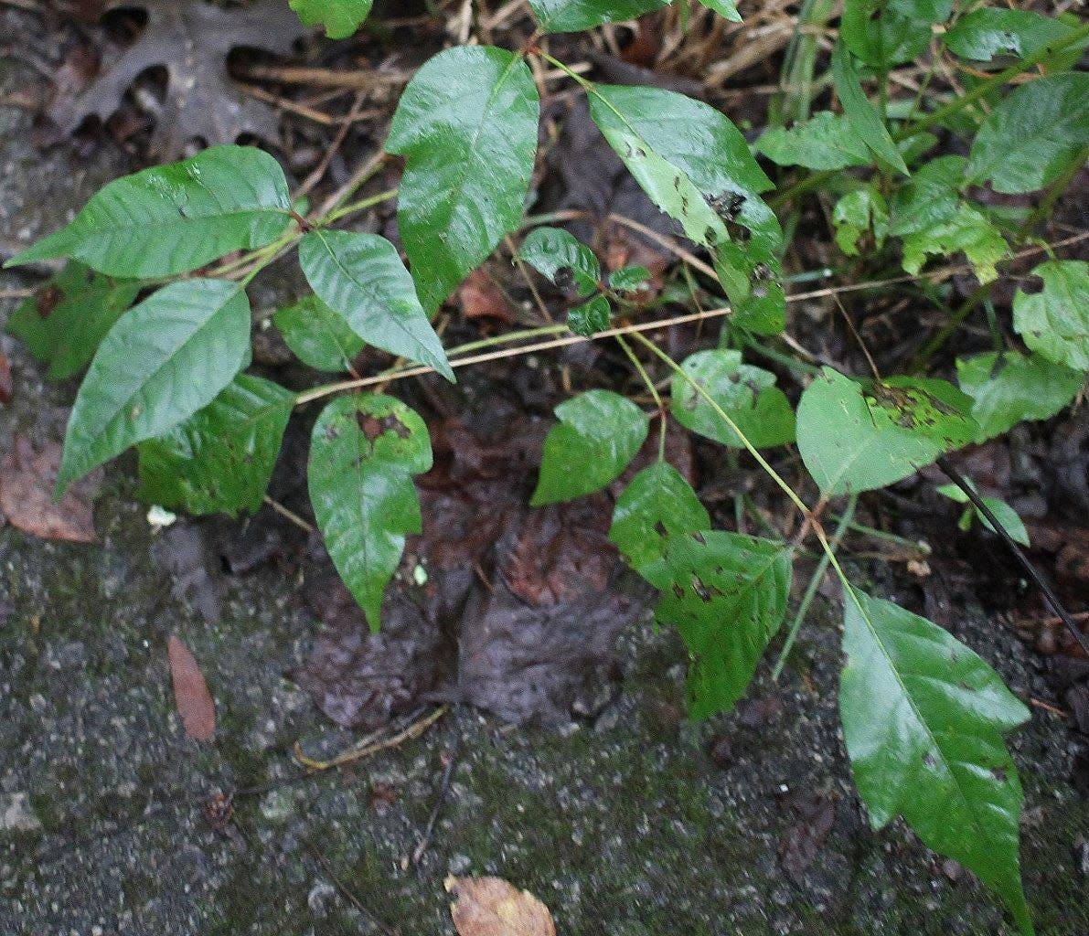 Poison Ivy is found and identified along a Scavenger Hunt at Bledsoe Creek State Park on Saturday, /August 21, 2021.