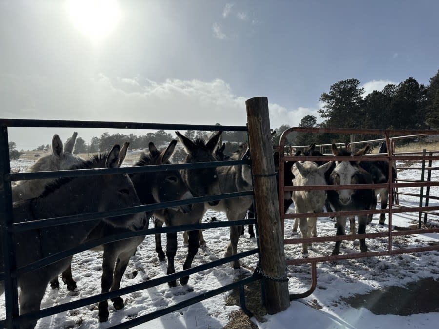 This year, Donkey Derby Days does not have funding from the city of Cripple Creek.