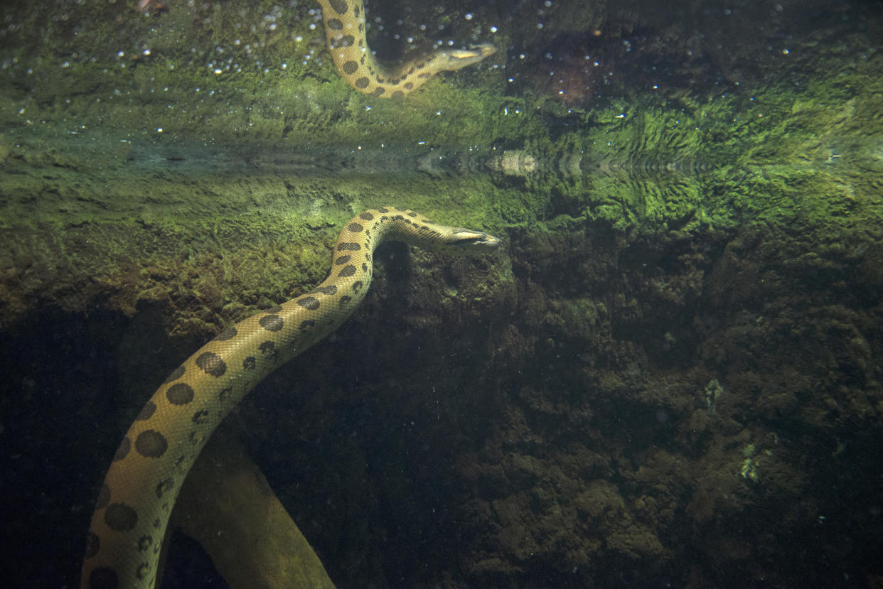 Grüne Anakondas können bis zu sechs Meter lang werden. Im Wasser bewegen sich die Schlangen schnell und elegant fort, an Land sind sie hingegen schwerfällig.