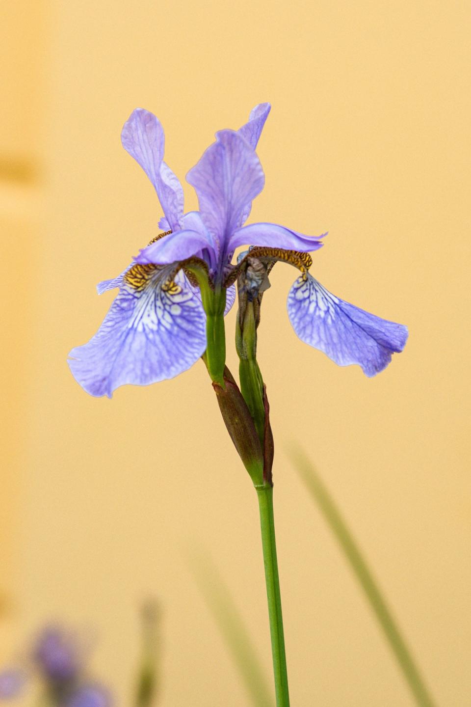Irises are a winner for garden and vase this year, says Ann-Marie Powell (Siegfried Poepperl/Pexels)