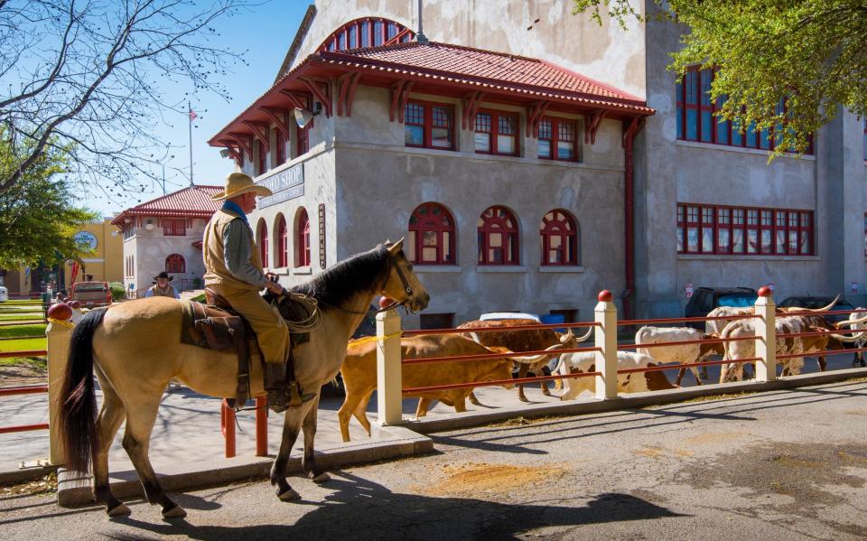 Cowhands drive a herd of Texas longhorns