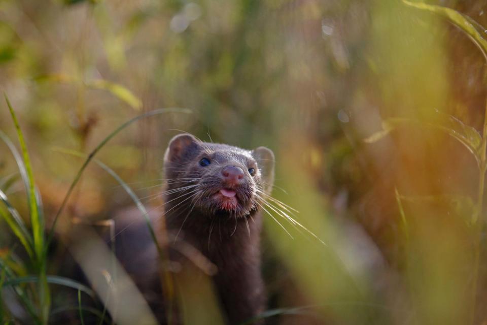 All dutch mink fur farms are to be shut down permanently by March 2021 (AP)