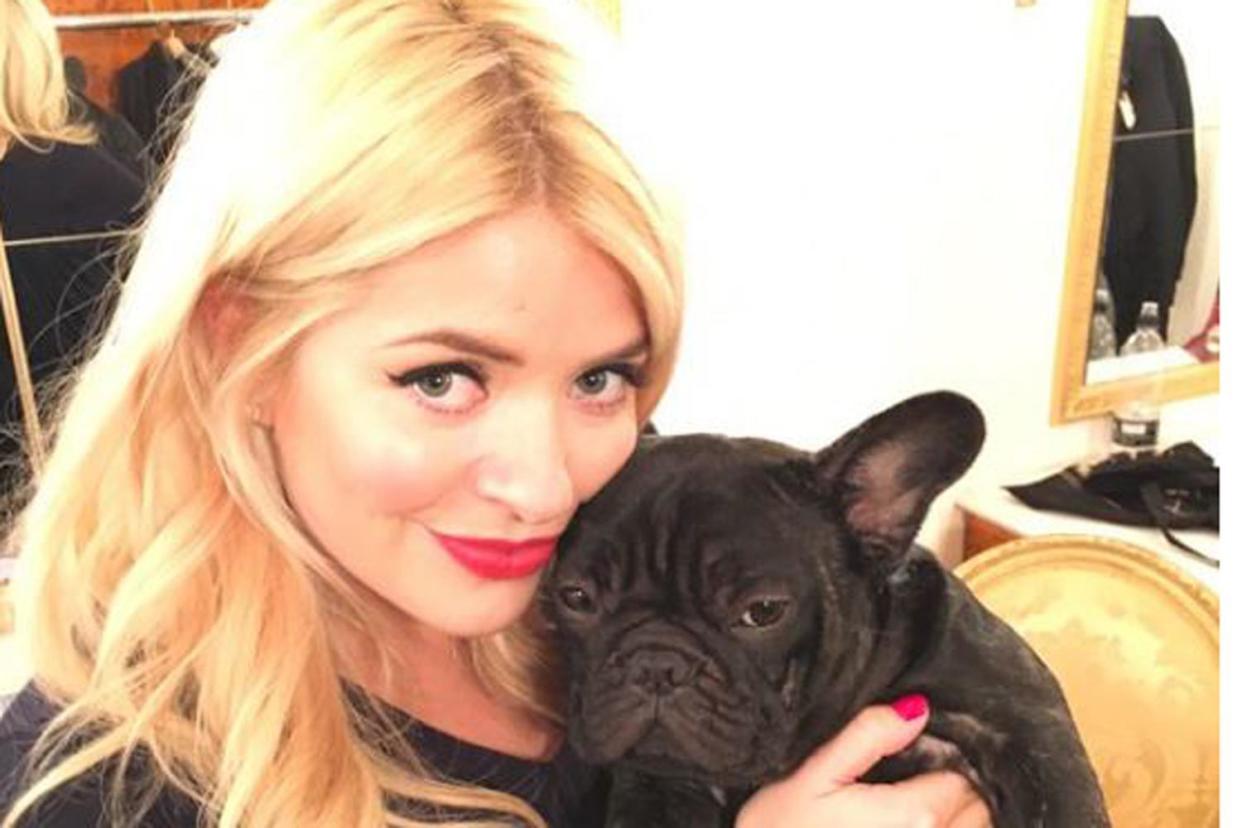 Perfect pooch: Holly Willoughby with French Bulldog Benny