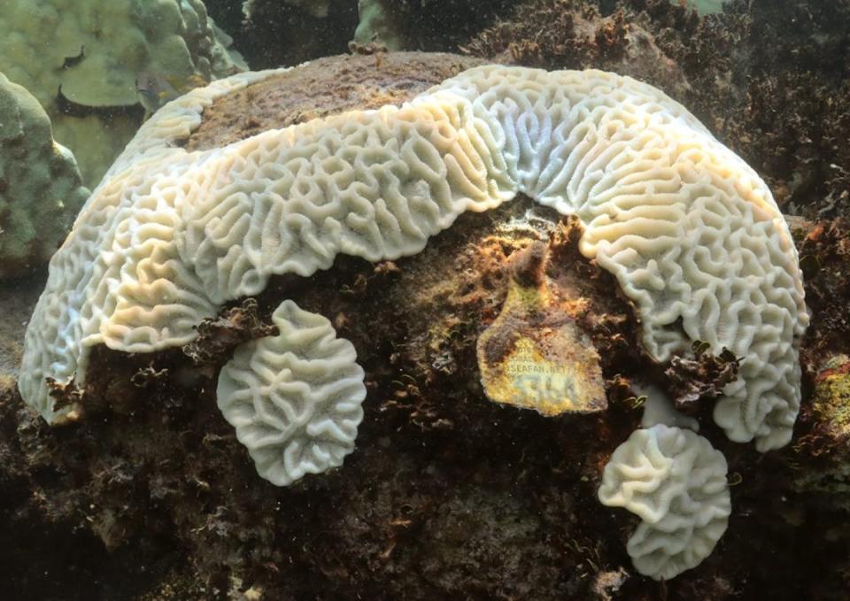 A bleached mound of coral at the Cheeca Rocks monitoring site in the Florida Keys National Marine Sanctuary that had been previously tagged shows the coral skeleton. <a href="https://www.aoml.noaa.gov/cheeca-rocks-reef-completely-bleached/" rel="nofollow noopener" target="_blank" data-ylk="slk:NOAA AOML;elm:context_link;itc:0;sec:content-canvas" class="link ">NOAA AOML</a>