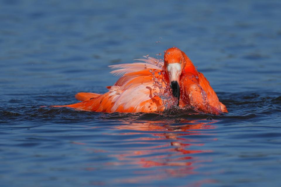 Pinky bathing. This vigorous bathing session lasted about an hour. Taken Feb. 2023