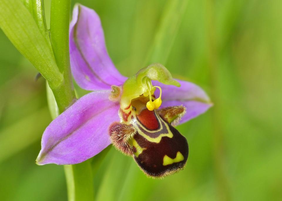 In the same way some orchids imitate wasps, the bee orchid (Ophrys apifera) mimics the appearance and smell of a female bee to trick males into trying to mate with it. <a href="https://commons.wikimedia.org/w/index.php?curid=48715235" rel="nofollow noopener" target="_blank" data-ylk="slk:Bernard Dupont / Wikimedia;elm:context_link;itc:0;sec:content-canvas" class="link ">Bernard Dupont / Wikimedia</a>, <a href="http://creativecommons.org/licenses/by-sa/4.0/" rel="nofollow noopener" target="_blank" data-ylk="slk:CC BY-SA;elm:context_link;itc:0;sec:content-canvas" class="link ">CC BY-SA</a>