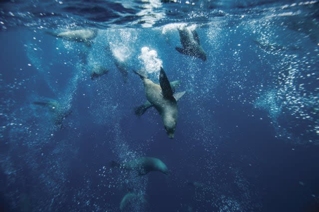 Fur seals, Tasman Peninsula