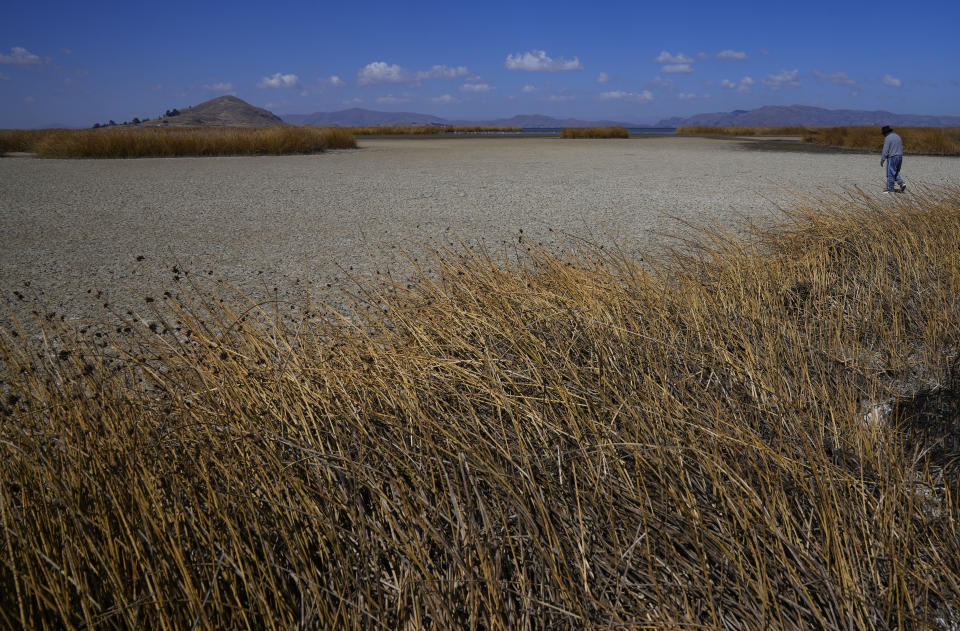 An Aymara man walks on the dry cracked bed of Lake Titicaca, in Huarina, Bolivia, Thursday, July 27, 2023. The lake's low water level is having a direct impact on the local flora and fauna and is affecting local communities that rely on the natural border between Peru and Bolivia for their livelihood. (AP Photo/Juan Karita)