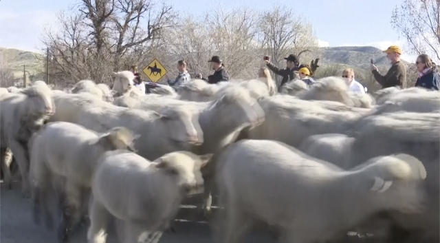 In this screen grab from video provided by KTVB-TV, sheep cross state Highway 55 near Eagle, Idaho, Monday, April 24, 2023. (KTVB-TV via AP)