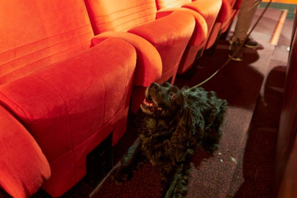 bed bug detection dogs enlisted at paris cinema hall