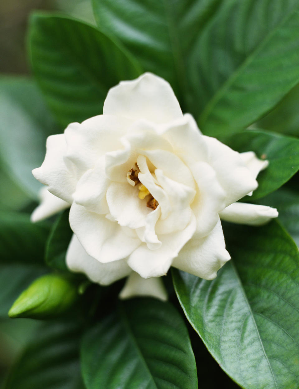 Gardenia