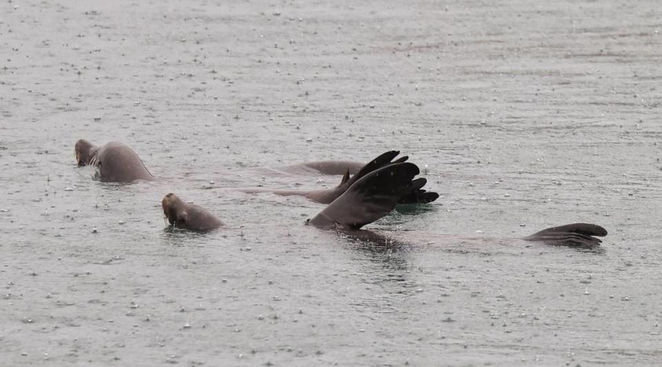 Sea lions stretch out in rain in Morro Bay on Dec. 20, 20213.