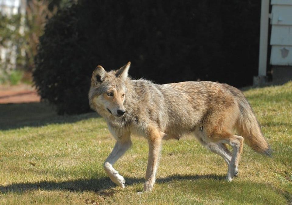 A coyote that attacked two people in Rhode Island last week has tested positive for rabies. Coyotes, like the one in this file photograph walking along a lawn in Newport, are a relatively common sight in Rhode Island.