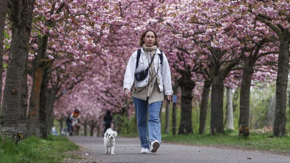 Mulher caminha com cachorro