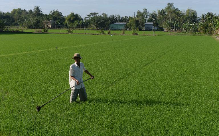 Nguyen Hien Thien works on his rice field in the southern Mekong delta province of Can Tho