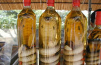 <b>5. Snake Wine:</b> Yet another drink originating from Vietnam, this one's a rice wine with a snake in it, a very venomous snake to be precise. The distinctive taste doesn’t come from the snake's meat, but the poison itself. Thankfully, the ethanol kills the venomous effect of the venom and reveals the protein-rich essence of it. This one too is considered to have various medicinal qualities.