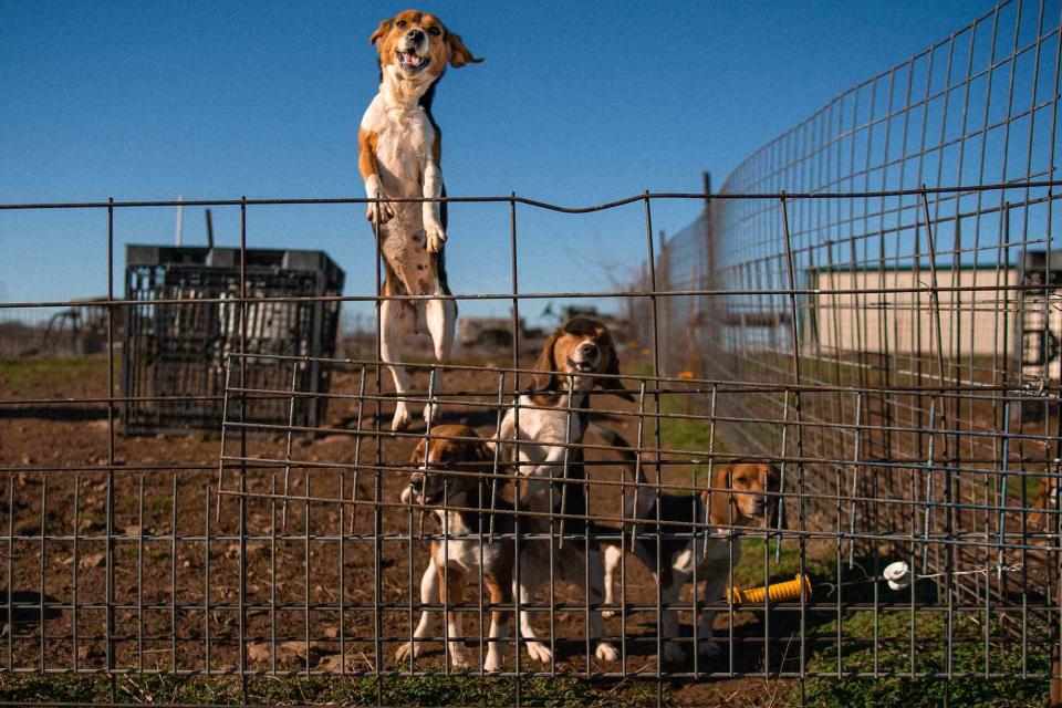 <p>Gene Blalock </p> Beagles formerly used in animal testing in an outdoor enclosure