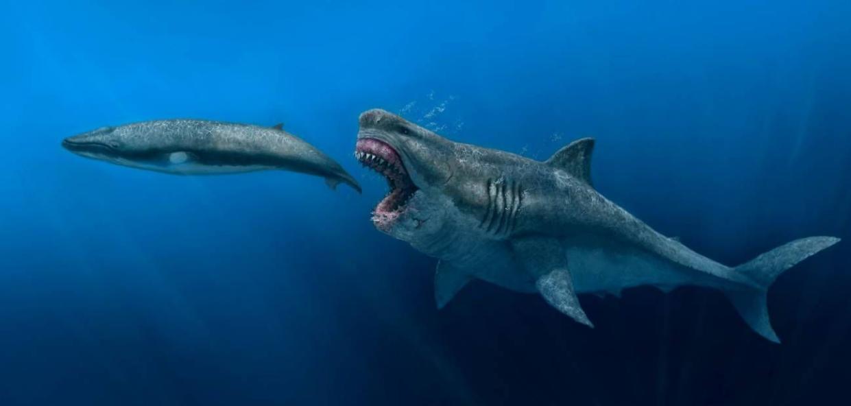 Representación artística de un Otodus megalodon de 16 m depredando a un balenóptero de 8 m, en el Plioceno. / J. J. Giraldo, Agencia SINC, CCommons

