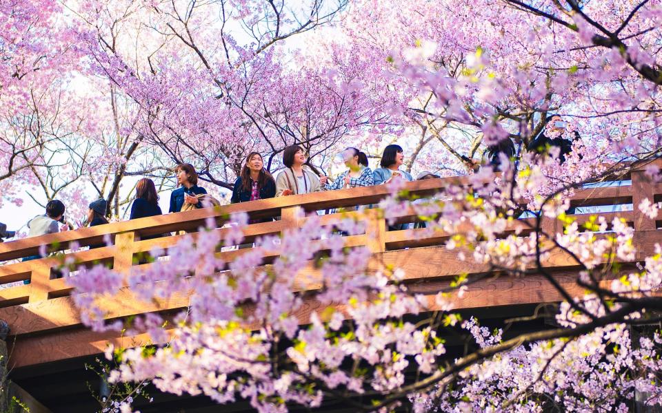 cherry blossom Nagano Japan - Getty