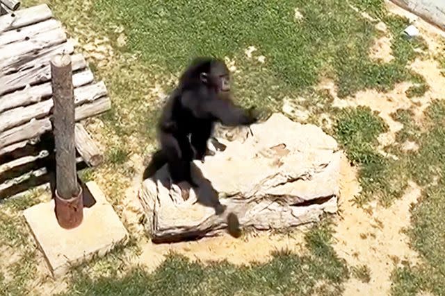 <p>Newsflare</p> Dong Dong the chimpanzee throwing a shoe out of his zoo enclosure