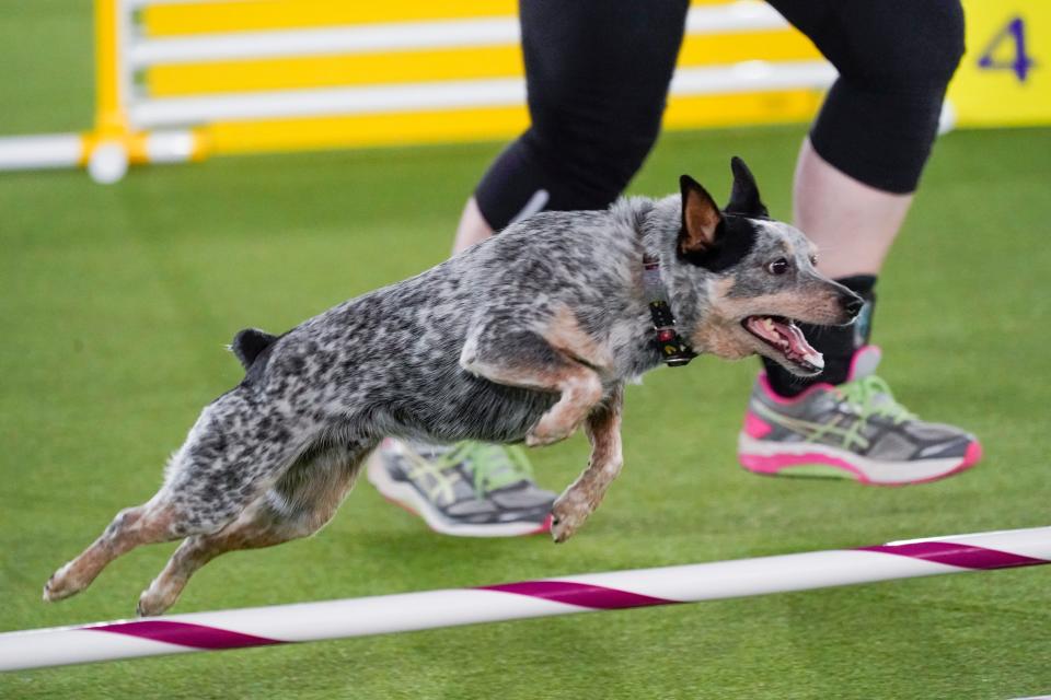 Plop in action during the agility competition on Friday.