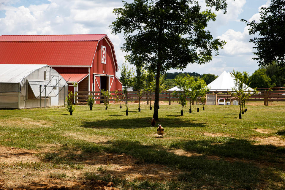 A chicken grazes in a field at the Homestead Hall Farm in Columbia, Tenn. on May 31, 2023