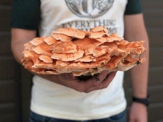 Chicken of the Woods mushrooms at Everything Mushrooms.