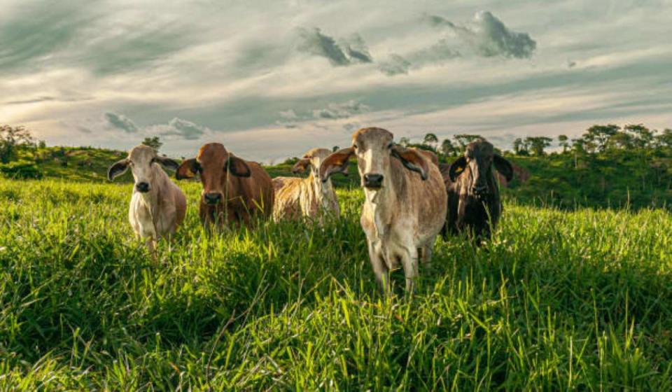 Blanc Bleu Adama invierte en Colombia US$15 millones para producción de carne ambientalmente consciente. Foto: tomada de istockphoto.com - MARLON HENRIQUE