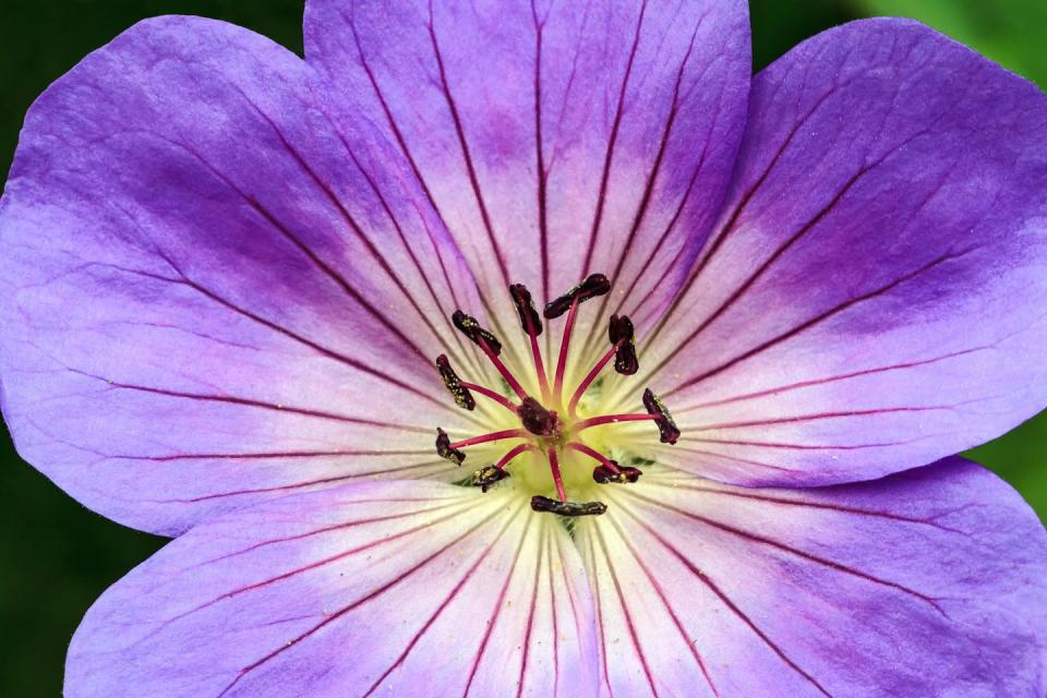 <p>The Chelsea Flower Show celebrated its 100th birthday in May 2013, and to mark the occasion, the Chelsea Plant of the Year became the Chelsea Plant of the Centenary – with Geranium 'Rozanne' (introduced by Blooms of Bressingham) winning the crown. </p><p><a class="link " href="https://www.thompson-morgan.com/p/geranium-rozanne/t12402TM" rel="nofollow noopener" target="_blank" data-ylk="slk:BUY NOW;elm:context_link;itc:0;sec:content-canvas">BUY NOW</a> </p>