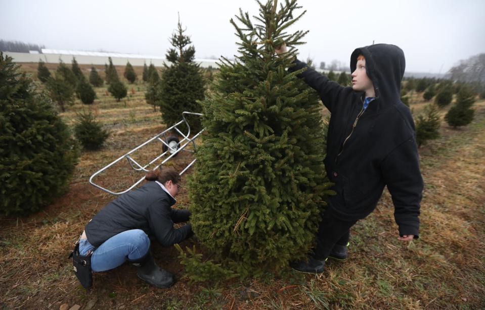 Melinda Carper saws at the bottom of the tree while her son, Gavin, 10, holds the tree that they picked with Carper's youngest, Amelia, 3, not in the frame, at WilbertÕs Christmas Tree Farm.