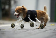 Un perro de raza mixta de cuatro años, que nació sin patas delanteras, camina usando un artefacto artificial por las calles de la ciudad israelí de Tel Aviv, el 5 de enero de 2011. Este aditamento fue diseñado especialmente para "Hoppa" por un estudiante de arte y amante de los animales, que espera que su invento alivie el sufrimiento de mascotas que nacieron discapacitadas o han sufrido amputación de alguna de sus extremidades. REUTERS/Amir Cohen