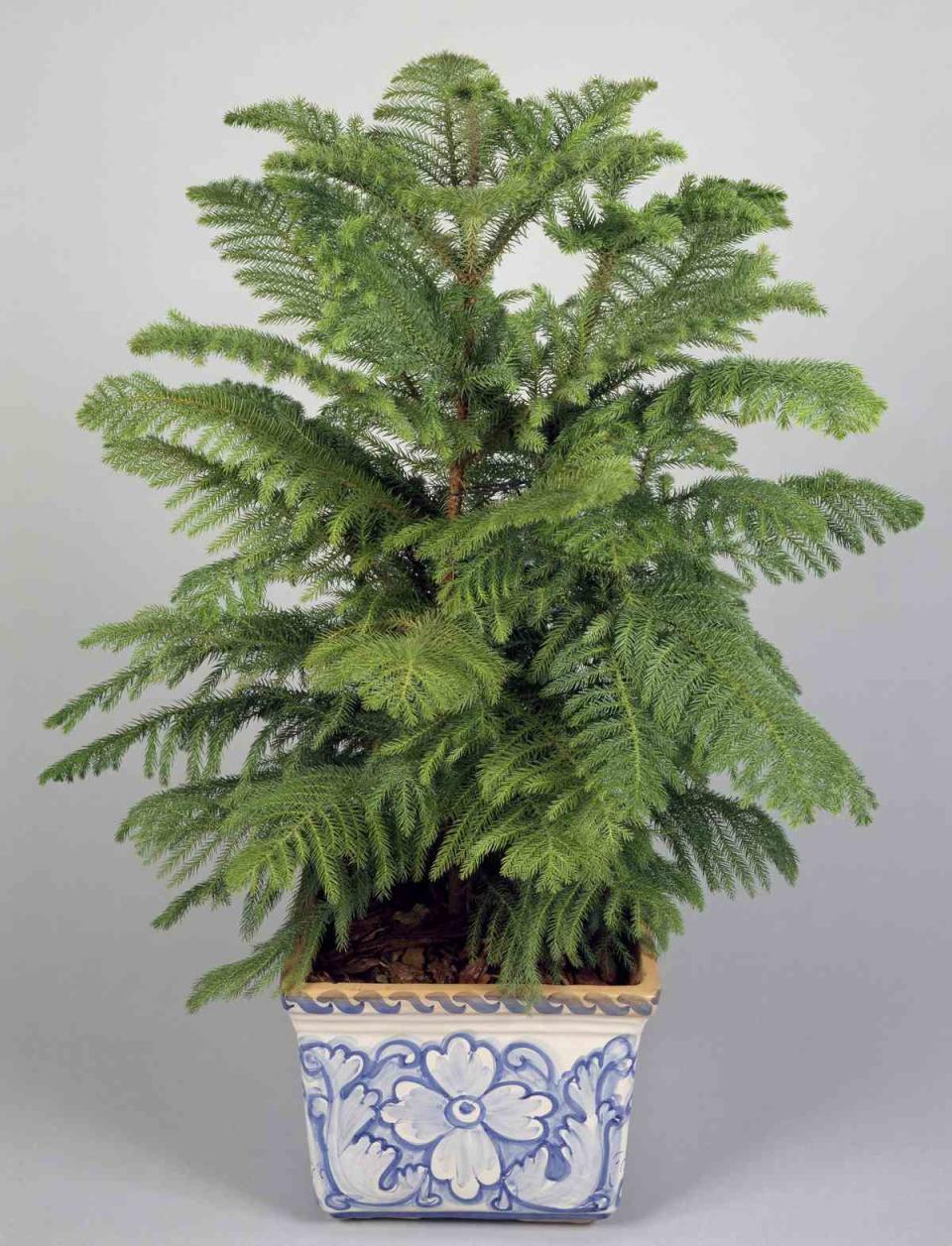 Norfolk Island Pine