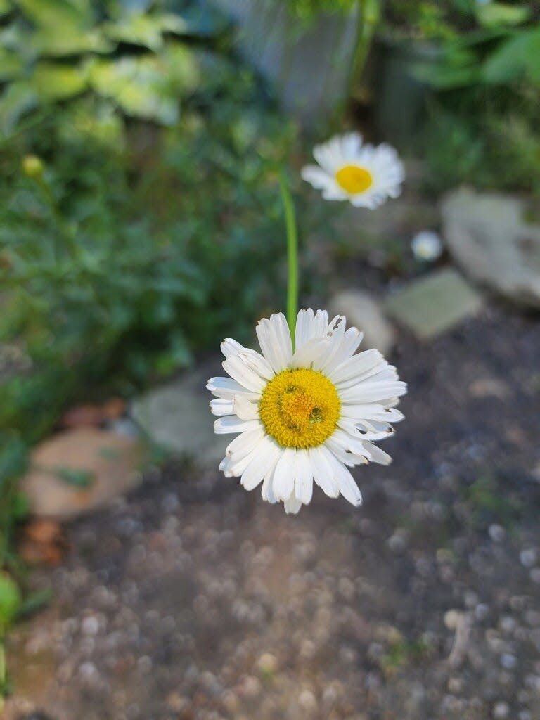 Katie Kent-Horton of Louisville said she spotted this daisy by her parents' driveway in Canton smiling at her on Thursday.