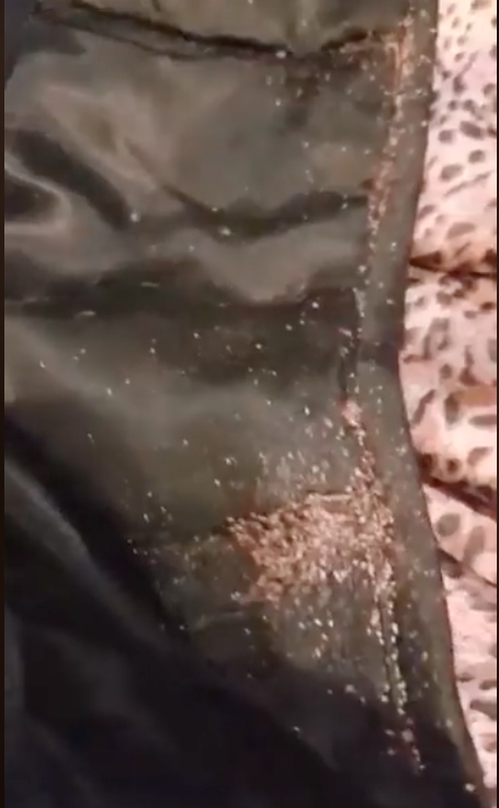 The bugs can be seen crawling on the sheets of the bed. Photo: Facebook