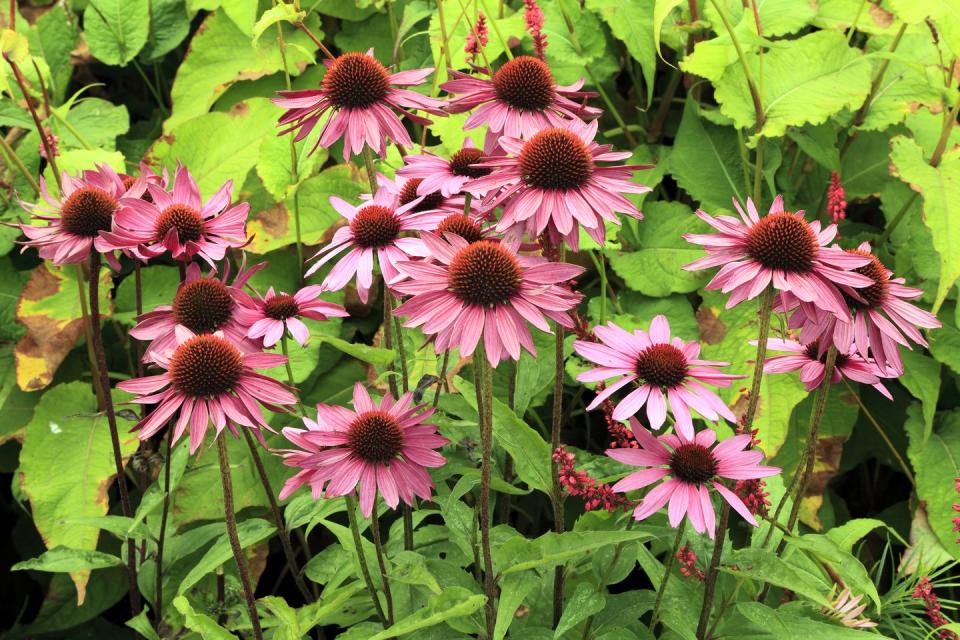 Echinacea purpurea 'Rubinglow', Pensthorpe