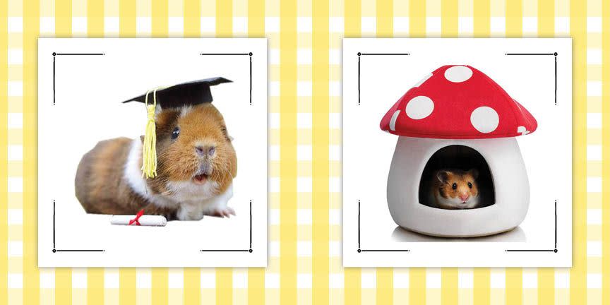 Yes, You Can Dress Up Your Guinea Pig for Halloween